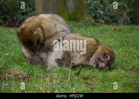 Barbary macaques Durchführung grooming Ritual. Stockfoto