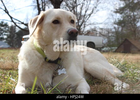 Hund in der Sonne entspannen Stockfoto