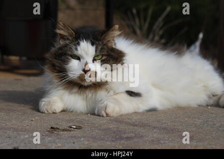 Schönes Porträt von streunenden Calico norwegische Waldkatze-Katze Stockfoto