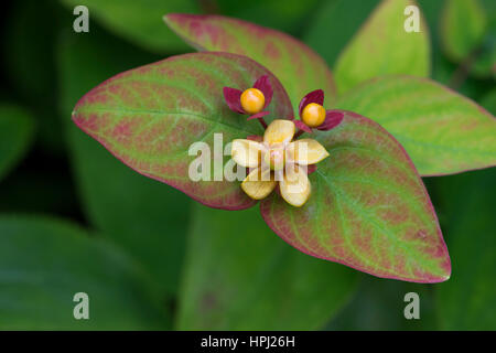 St-Johanniskraut, Tutsan (Hypericum Androsaemum), Blumen- und frühen Beeren Stockfoto