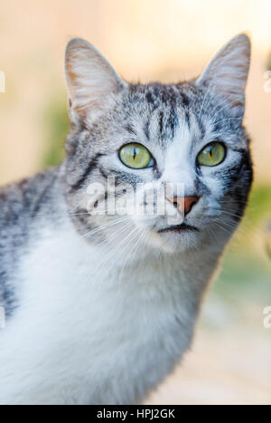 Porträt von schwarzen und grauen Katze auf der Straße Stockfoto