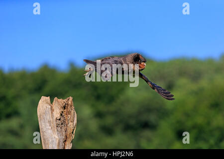 Schleiereule Sao Tome, (Tyto Thomensis) Erwachsenen fliegen Pelm, Kasselburg, Eifel, Deutschland, Europa Stockfoto