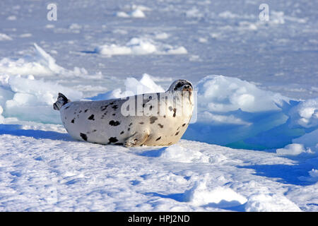 Harp Seal, Saddleback Siegel, (Pagophilus Groenlandicus), Phoca Groenlandica, erwachsenes Weibchen auf Packeis, Magdalen Inseln, St.-Lorenz-Golf, Quebec, Stockfoto