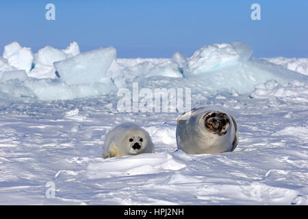 Harp Seal Saddleback Siegel, (Pagophilus Groenlandicus), Phoca Groenlandica, Mutter mit jungen auf Packeis, Magdalen Inseln, St.-Lorenz-Golf, Que Stockfoto