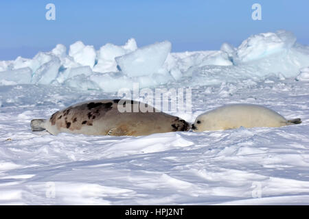 Harp Seal Saddleback Siegel, (Pagophilus Groenlandicus), Phoca Groenlandica, Mutter mit jungen auf Packeis, Magdalen Inseln, St.-Lorenz-Golf, Que Stockfoto