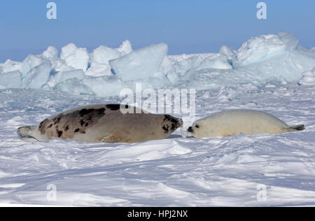 Harp Seal Saddleback Siegel, (Pagophilus Groenlandicus), Phoca Groenlandica, Mutter mit jungen auf Packeis, Magdalen Inseln, St.-Lorenz-Golf, Que Stockfoto