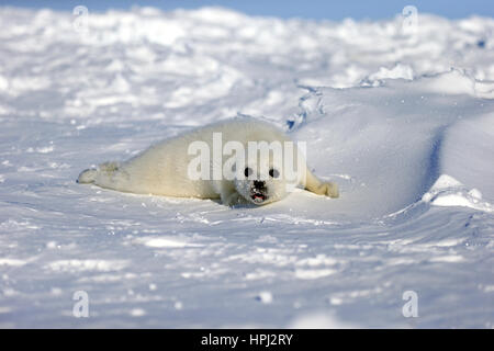 Harp Seal Saddleback versiegeln, (Pagophilus Groenlandicus), Phoca Groenlandica Dichtung Pup auf Packeis aufrufen, Magdalen Inseln, St.-Lorenz-Golf, Queb Stockfoto