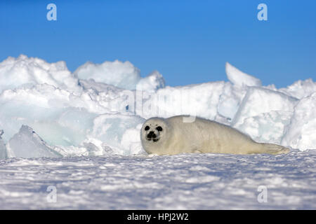 Harp Seal Pup auf Packeis, Magdalen Inseln, St.-Lorenz-Golf, Quebec, Cana versiegeln Saddleback versiegeln, (Pagophilus Groenlandicus), Phoca Groenlandica, Stockfoto