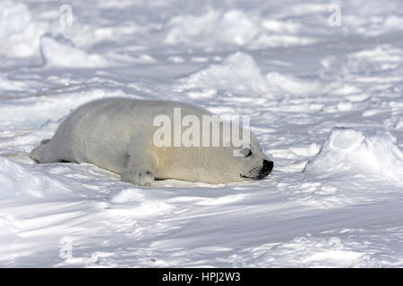 Harp Seal Pup auf Packeis, Magdalen Inseln, St.-Lorenz-Golf, Quebec, Cana versiegeln Saddleback versiegeln, (Pagophilus Groenlandicus), Phoca Groenlandica, Stockfoto