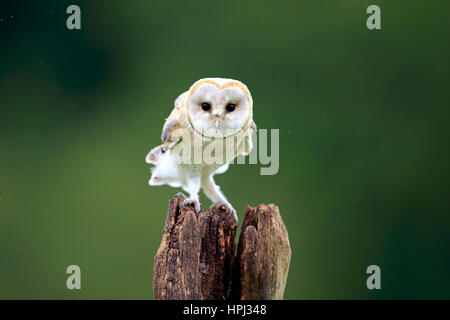 Schleiereule, (Tyto Alba), Erwachsene auf Zweig, Eifel, Deutschland, Europa Stockfoto