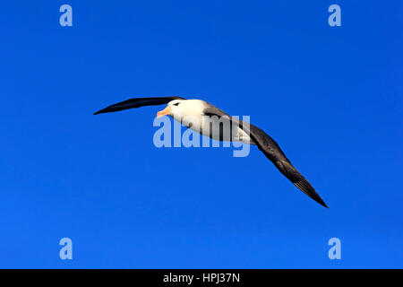 Black-Browed Albatross, (Thalassarche Melanophrys), Erwachsenen fliegen, Kap der guten Hoffnung, Südafrika, Afrika Stockfoto