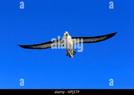 Black-Browed Albatross, (Thalassarche Melanophrys), Erwachsenen fliegen, Kap der guten Hoffnung, Südafrika, Afrika Stockfoto