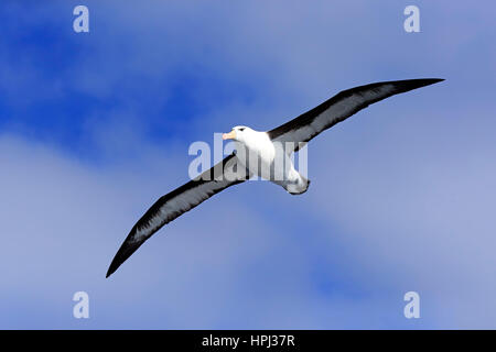 Black-Browed Albatross, (Thalassarche Melanophrys), Erwachsenen fliegen, Kap der guten Hoffnung, Südafrika, Afrika Stockfoto