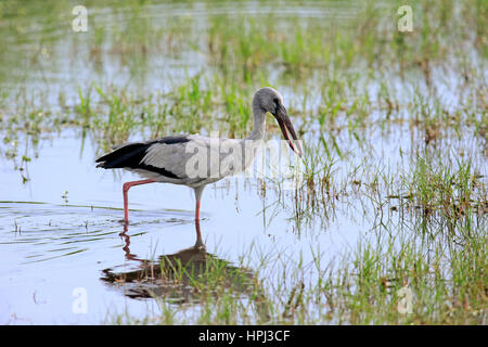 Asiatischer Openbill Storch, (Anastomus Oscitane), Erwachsene auf Nahrungssuche in Wasser mit Beute, Bundala Nationalpark, Sri Lanka, Asien Stockfoto