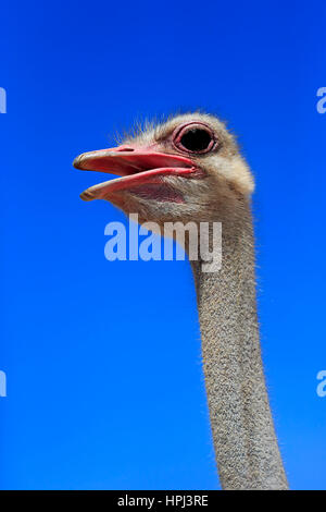 Südafrikanischen Strauß (Struthio Camelus Australis), Erwachsene männliche Porträt, kleine Karoo, Western Cape, Südafrika, Afrika Stockfoto