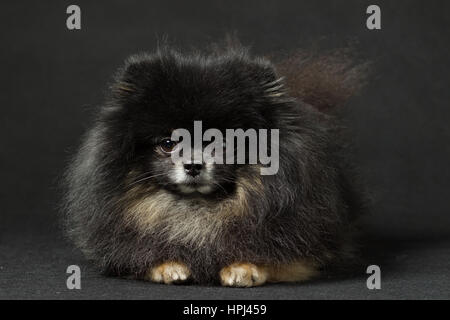 Schwarz Spitz Rasse Hund auf einem schwarzen Hintergrund Stockfoto