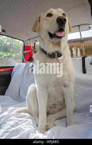 Labrador in Auto Stockfoto