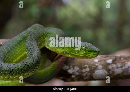 Ein Erwachsener Cameron Highlands Grubenotter (Trimeresurus Nebularis) in Genting Highlands, Pahang, Malaysia Stockfoto