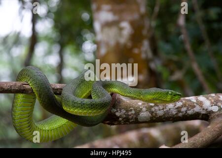 Ein Erwachsener Cameron Highlands Grubenotter (Trimeresurus Nebularis) in Genting Highlands, Pahang, Malaysia Stockfoto