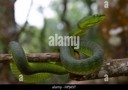 Ein Erwachsener Cameron Highlands Grubenotter (Trimeresurus Nebularis) in Genting Highlands, Pahang, Malaysia Stockfoto