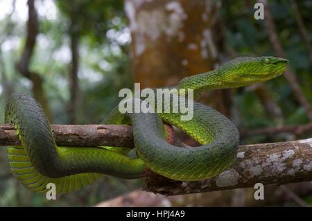 Ein Erwachsener Cameron Highlands Grubenotter (Trimeresurus Nebularis) in Genting Highlands, Pahang, Malaysia Stockfoto