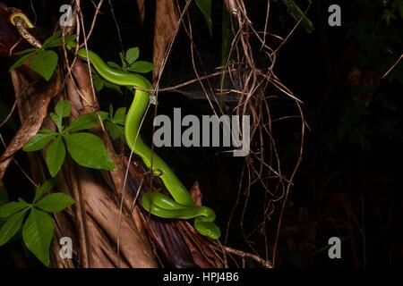 Eine weibliche siamesische Halbinsel Grubenotter (Trimeresurus Fucatus) in den Regenwald in der Nacht in Frasers Hill, Pahang, Malaysia Stockfoto