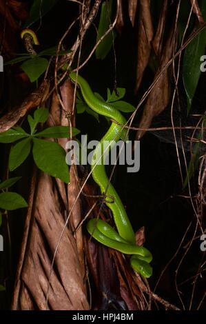 Eine weibliche siamesische Halbinsel Grubenotter (Trimeresurus Fucatus) in den Regenwald in der Nacht in Frasers Hill, Pahang, Malaysia Stockfoto