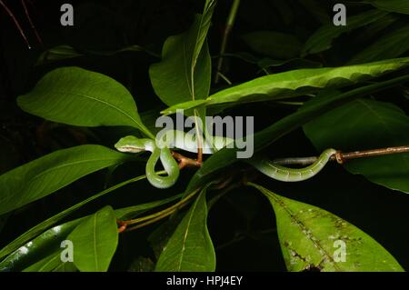 Eine Bornean gekielt grün Grubenotter (Tropidolaemus Subannulatus) auf einem Regenwald-Zweig in der Halbinsel Santubong, Sarawak, Ost-Malaysia, Borneo Stockfoto