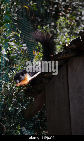 Ein junges Eichhörnchen Stockfoto