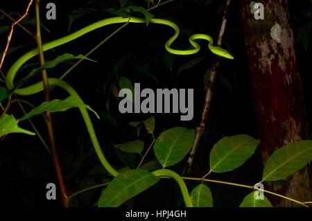 Eine helle grüne Oriental Peitsche Schlange (Ahaetulla Prasina) im Regenwald in der Nacht in Santubong Nationalpark, Sarawak, Ost-Malaysia, Borneo Stockfoto