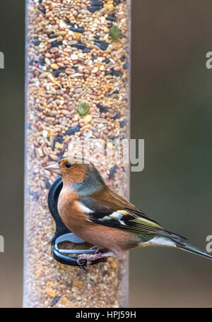 Erwachsene männliche Buchfink suchte ein Vogelhaus Stockfoto