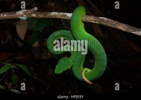 Eine weibliche siamesische Halbinsel Grubenotter (Trimeresurus Fucatus) in den Regenwald in der Nacht in Frasers Hill, Pahang, Malaysia Stockfoto