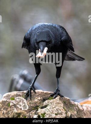 Große schwarze Vogel die AAS-Krähe. Stockfoto