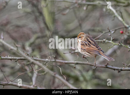 Weibliche Reed Bunting thront auf einem Ast. Stockfoto