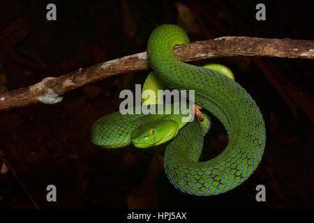 Eine weibliche siamesische Halbinsel Grubenotter (Trimeresurus Fucatus) in den Regenwald in der Nacht in Frasers Hill, Pahang, Malaysia Stockfoto