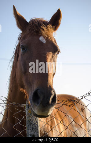 Das Pferdegesicht Stockfoto