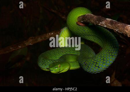 Eine weibliche siamesische Halbinsel Grubenotter (Trimeresurus Fucatus) in den Regenwald in der Nacht in Frasers Hill, Pahang, Malaysia Stockfoto