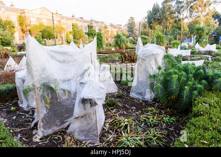 Pflanzen in einem formalen Garten bedeckt mit Stroh und Vlies zum Schutz gegen Winterfrost. Stockfoto