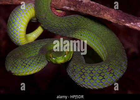 Eine weibliche siamesische Halbinsel Grubenotter (Trimeresurus Fucatus) in den Regenwald in der Nacht in Frasers Hill, Pahang, Malaysia Stockfoto