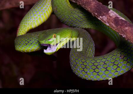 Eine weibliche siamesische Halbinsel Grubenotter (Trimeresurus Fucatus) in den Regenwald in der Nacht in Frasers Hill, Pahang, Malaysia Stockfoto