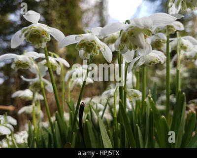 Schöne Blumen Stockfoto