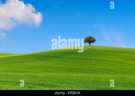 Toskana Landschaft, schöne grüne Hügel und einsame Baum Frühling in Italien, Europa