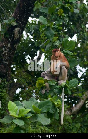 Eines erwachsenen männlichen Nasenaffe (Nasalis Larvatus) auf dem Dach eine Holzkonstruktion im Bako Nationalpark, Sarawak, Ost-Malaysia, Borneo Stockfoto