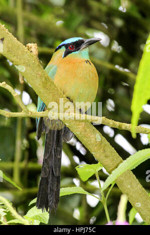 Blau gekrönter Motmot Vogel in Mittelamerika Stockfoto