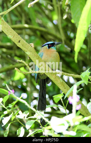 Blau gekrönter Motmot Vogel in Mittelamerika Stockfoto