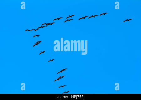 Bildung von braune Pelikane fliegen vor blauem Himmelshintergrund Stockfoto