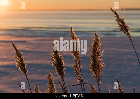 Gruppieren von flauschigen Schilf Blumen auf der Rückseite Licht Winter Sonnenuntergang Stockfoto