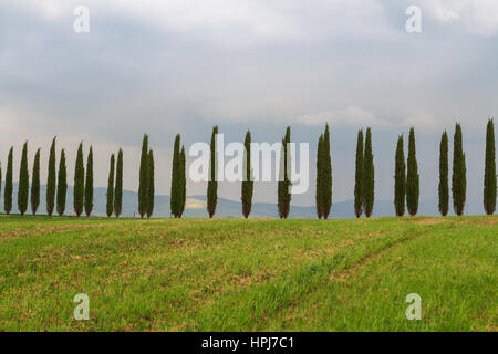 Toskana Landschaft, schönen grünen Hügeln Frühling in Italien, Europa Stockfoto