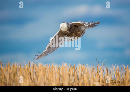 Snowy Owl auf der kanadischen Prärie. Stockfoto