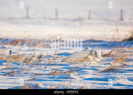 Snowy Owl auf der kanadischen Prärie. Stockfoto